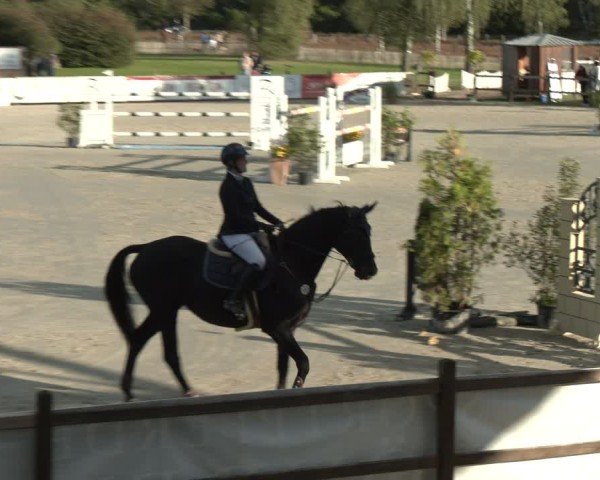 Reitturnier Westergellersen 2024