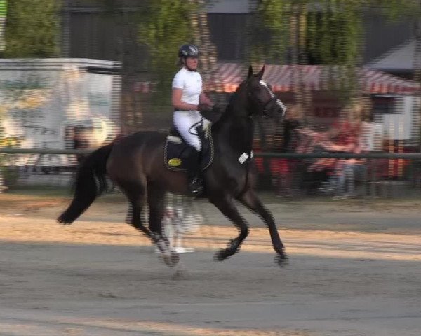 Reitturnier Herbern 2013