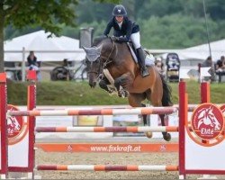 jumper Quebic City Boy (Oldenburg show jumper, 2008, from Quintender 2)