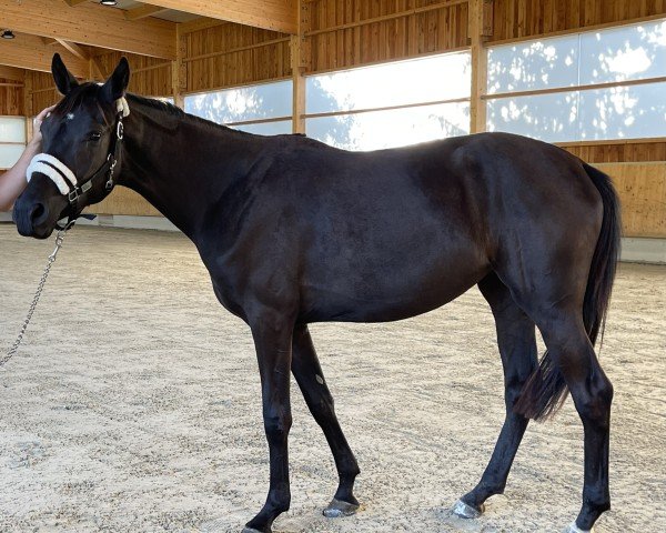 Zuchtstute Florentine (Deutsches Sportpferd, 2022, von Marburg's Floricello OLD)