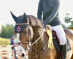 jumper Kammerherre Gaardens Luxus (Danish Warmblood, 2015, from Stakkato Gold)