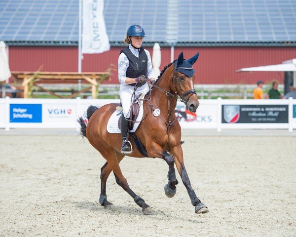 Springpferd Josefine 70 (unbekannt, 2017)