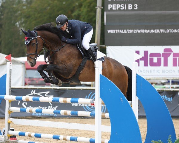 jumper Pepsi B 3 (Westphalian, 2012, from Pilotdino)