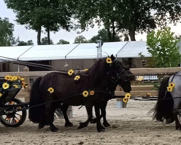 horse Femke van de Kamphoeve (Shetland Pony, 2012, from Levi van de Schaapshoeve) horse Femke van de Kamphoeve (Shetland Pony, 2012, from Levi van de Schaapshoeve)
