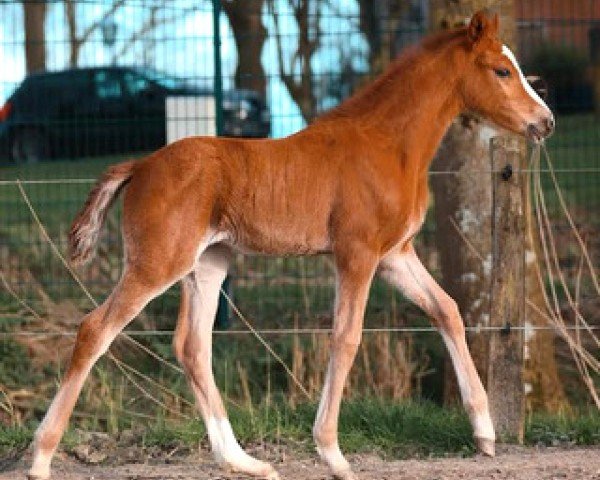 broodmare Oilily du Valchêne (German Riding Pony, 2024, from Dallmayr K)