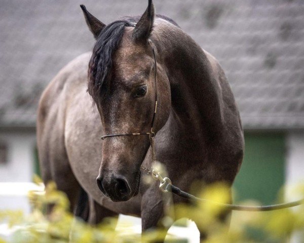 horse Aziim Al‘ahad ibn Dajan (Arabian purebred, 2023, from FA Dajan 2015 ox)