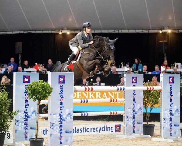 jumper Al Ayar (Hanoverian, 2003, from Contendro I) jumper Al Ayar (Hanoverian, 2003, from Contendro I)