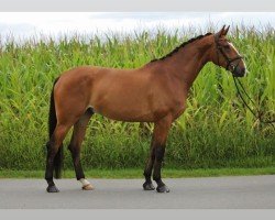 dressage horse Dimitrios P (Hanoverian, 2018, from Da Costa)