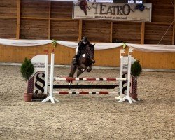 jumper Little Limbo (German Riding Pony, 2019, from Limbo Dance ZV)