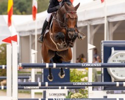 stallion Iron Dames Earl of Alice (German Sport Horse, 2018, from Eldorado van de Zeshoek)