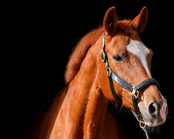 broodmare Pearl - Quinn (unknown, 2010, from Quaterback)