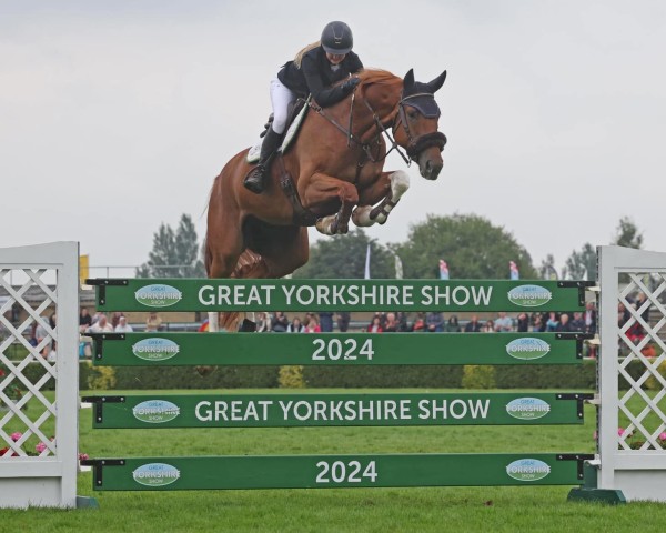 jumper Benfields Victory (anglo european sporthorse, 2016, from Billy Congo)
