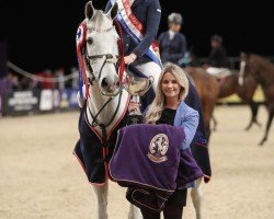 jumper Cooley River (Irish Sport Horse, 2008, from Creevagh Grey Rebel)