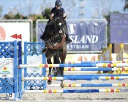 Jumper Jasmin D'Ayrifagne (Belgium Sporthorse, 2015, from Kannan)