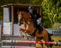 jumper Carino 672 (German Riding Pony, 2015, from Kastanienhof Cockney Cracker)