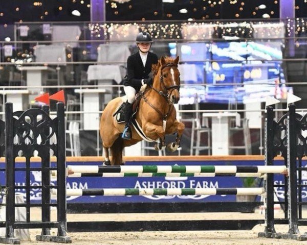 jumper Kiwani van Orchid's (Nederlands Rijpaarden en Pony, 2014, from Kanshebber)