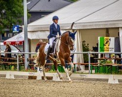 Dressurpferd Cristino 4 (Barockpinto, 2018)
