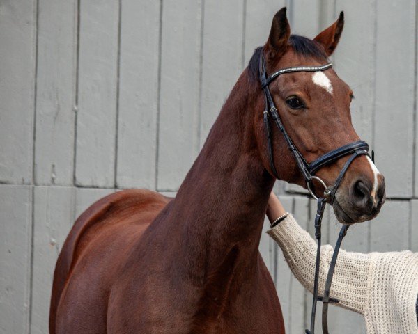 Springpferd Luiz Enrique (Rheinländer, 2012, von Lord Carnaby)