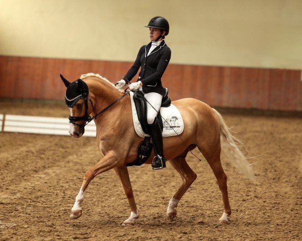 dressage horse Daily Gold (German Riding Pony, 2018, from Danny Gold)