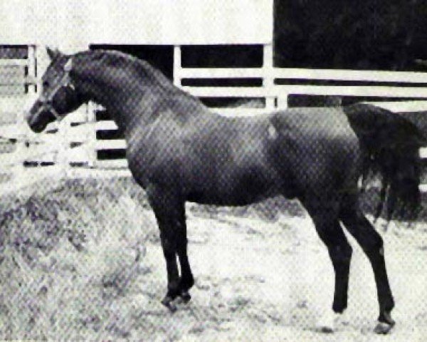 horse Islam ox (Arabian purebred, 1939, from Gulastra ox)