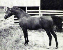 horse Islam ox (Arabian purebred, 1939, from Gulastra ox)
