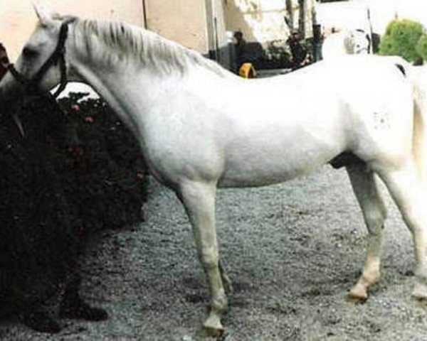 stallion Galeon ox (Arabian purebred, 1965, from Zancudo 1958 ox)