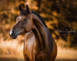 horse Don Dulapalu (German Riding Pony, 2020, from Don Amore)