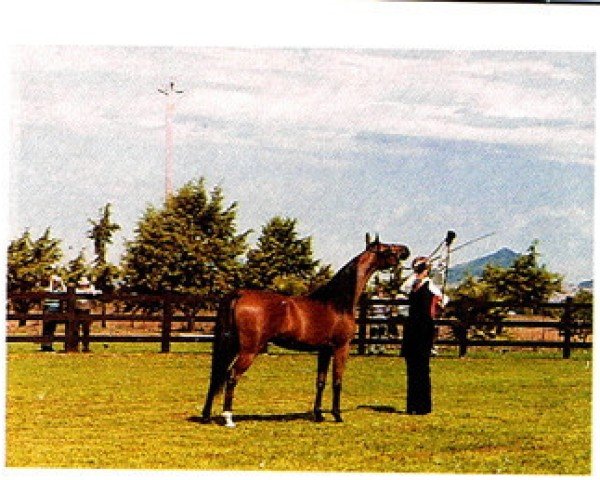 broodmare Abha Djezire ox (Arabian purebred, 1981, from AN Malik ox)
