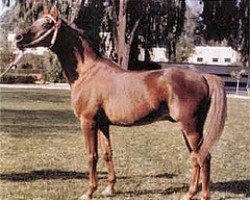 stallion Bambu ox (Arabian purebred, 1960, from Maquillo ox)