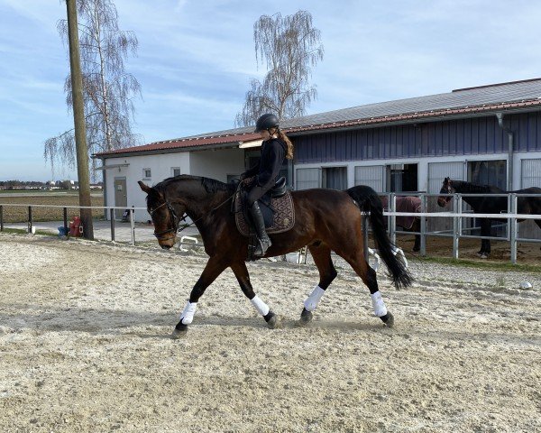 jumper Enesco 5 (Westphalian, 2011, from Ehrenpreis)