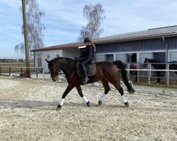 jumper Enesco 5 (Westphalian, 2011, from Ehrenpreis)