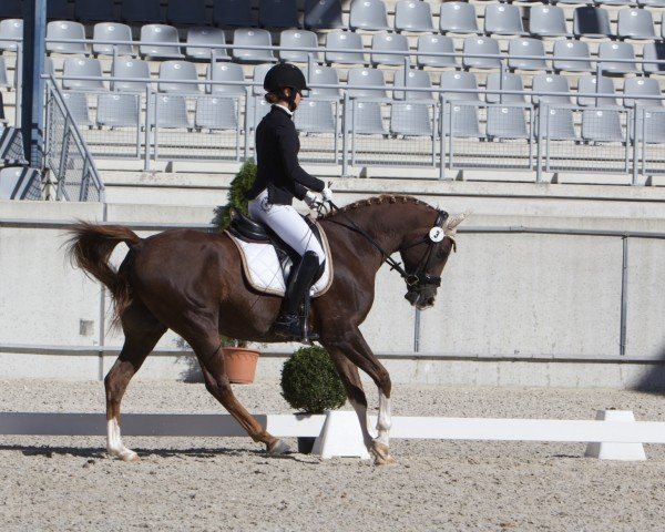 dressage horse Ayoum ox (Arabian purebred, 2011, from T.M. Lopez ox)