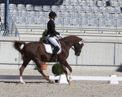 dressage horse Ayoum ox (Arabian purebred, 2011, from T.M. Lopez ox)
