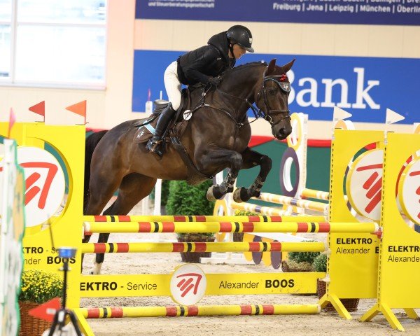 jumper Pbm La Versace (German Sport Horse, 2018, from Lexicon)