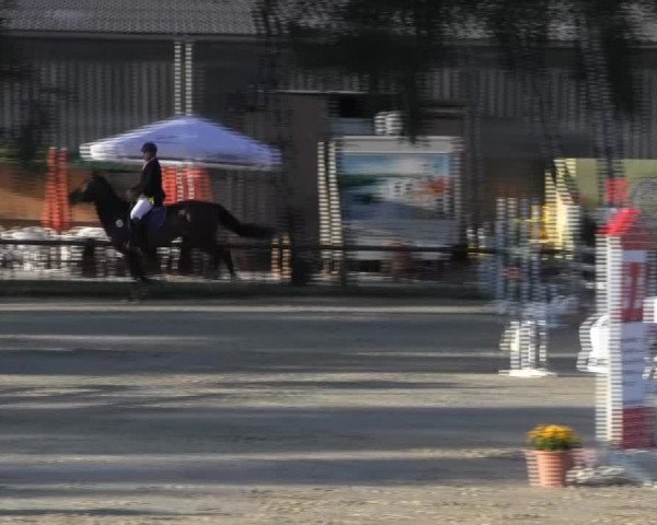 Reitturnier Herbern 2013