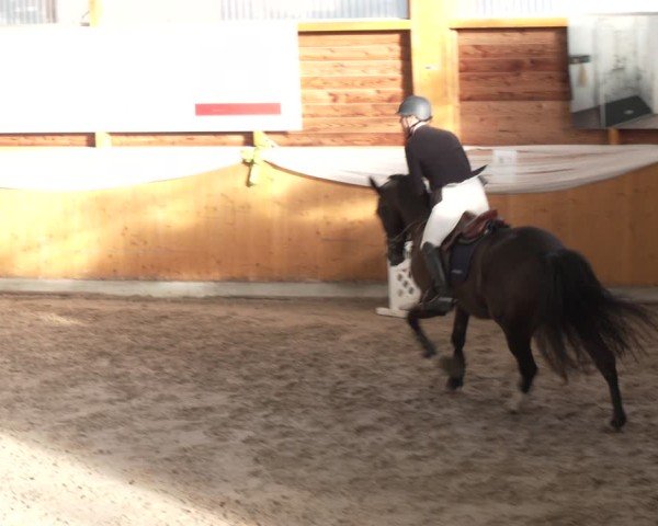 Reitturnier Xanten - Reitanlage Miss 2024