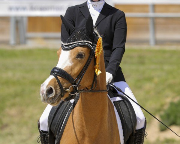 Dressurpferd Next Golden Princess (Deutsches Reitpony, 2021, von FS Next Diamond)