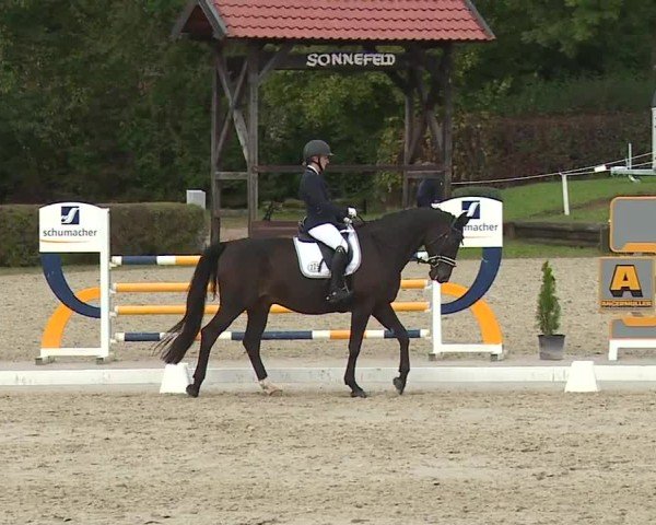 Reitturnier Frankenhof-Sonnefeld/Ofr. 2024
