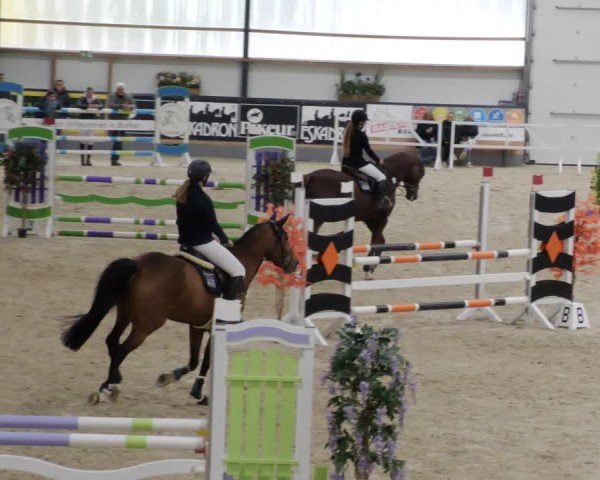 Reitturnier Borken 2024