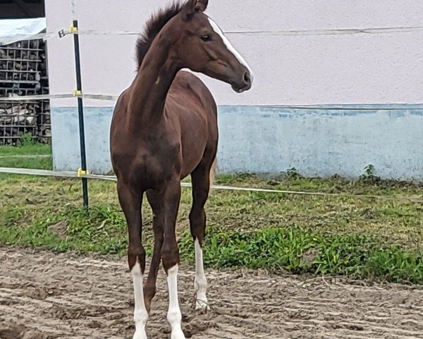 horse Stute von Bonds / Florenciano (Oldenburg, 2024, from Bonds)