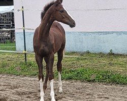 Pferd Stute von Bonds / Florenciano (Oldenburger, 2024, von Bonds)
