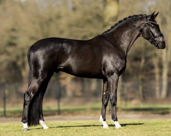 Deckhengst Succession (Hannoveraner, 2020, von Secret)