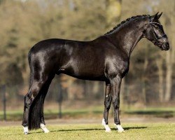 Deckhengst Succession (Hannoveraner, 2020, von Secret)