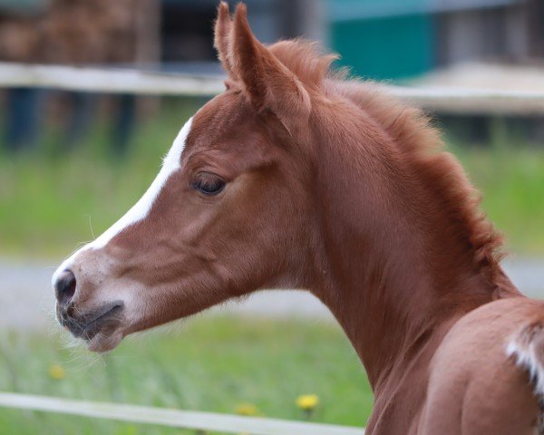 horse Stute von Sezuan's Donner / Dante Weltino (Oldenburg, 2024, from Sezuan's Donnerhall)