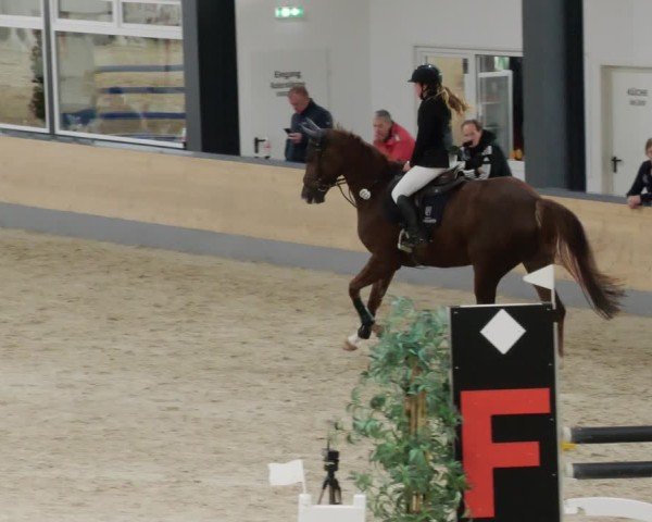 Reitturnier Borken 2024