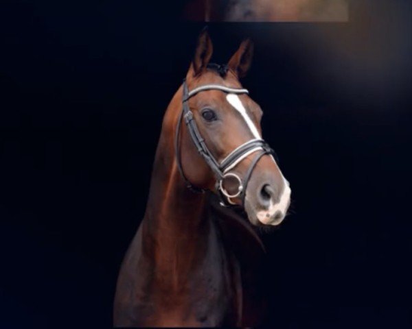 horse P 2 (Trakehner, 2013, from Pago Go)