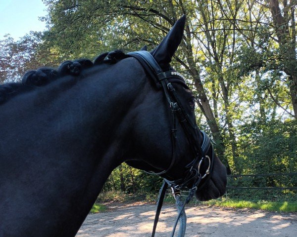 broodmare Cassy Dee 3 (Westphalian, 2018, from Christ)