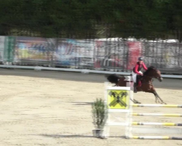 Reitturnier Preding 2024