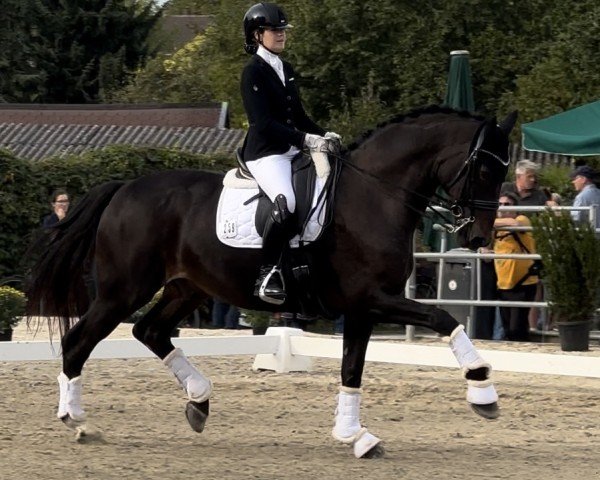 dressage horse Final Countdown 18 (Westphalian, 2008, from Floresco NRW)