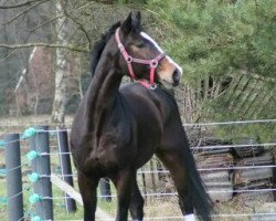 dressage horse Fibius 3 (Westphalian, 2005, from Fürst Piccolo)